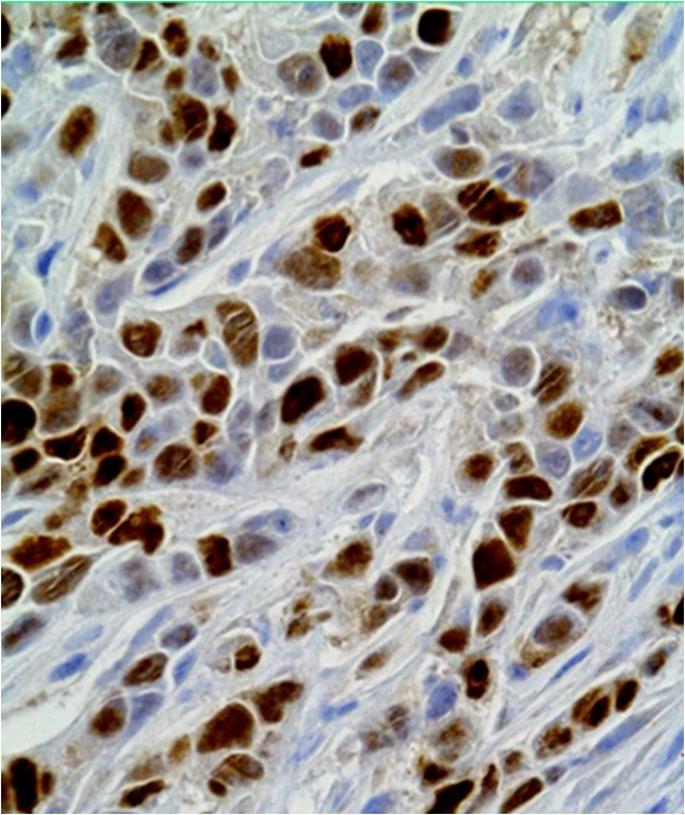Cell biology illustration